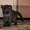 Котята скоттиш страйт - Изображение #3, Объявление #706247