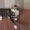 Котята мейн кун - Изображение #1, Объявление #711048
