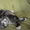 Котята мейн кун - Изображение #6, Объявление #711048