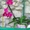 Орхидеи Фаленопсис разные расцветки,недорого. - Изображение #3, Объявление #723703