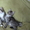 Котята мейн кун - Изображение #5, Объявление #711048