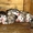 Продам щенков аляскинского  маламута - Изображение #1, Объявление #704091