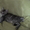 Котята мейн кун - Изображение #7, Объявление #711048