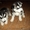 элитные щенки сибирский хаски(с родословной) #732004
