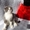 Продам шотланского вислоухого плюшегого котёнка, цена договорная #736178