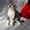 Продам шотланского вислоухого плюшегого котёнка,цена договорная - Изображение #1, Объявление #736178
