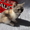Продам шотланского котёнка Скоттиш страйт,  цена договорная #736180