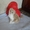 Продам шотланского вислоухого котёнка, цена договорная - Изображение #1, Объявление #736175
