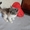 Продам шотланского котёнка Скоттиш страйт, цена договорная - Изображение #1, Объявление #736180