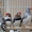 волнистые попугайчики и амадины - Изображение #2, Объявление #764350