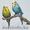 волнистые попугайчики и амадины - Изображение #1, Объявление #764350