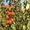 Груши каллированные, саженцы груши - Изображение #3, Объявление #763330