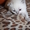 шотландский прямоухий котенок - Изображение #3, Объявление #755233