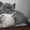 шотландский прямоухий котенок - Изображение #2, Объявление #755233