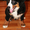Продам щенка породы бернский зенненхунд, мальчик - Изображение #2, Объявление #764570