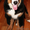 Продам щенка породы бернский зенненхунд, мальчик - Изображение #1, Объявление #764570