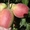 Яблони каллированные, саженцы - Изображение #2, Объявление #763337