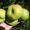 Яблони каллированные, саженцы - Изображение #3, Объявление #763337
