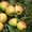 Яблони каллированные, саженцы - Изображение #5, Объявление #763337