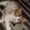 Отдам сибирских котят, за символическую плату - Изображение #5, Объявление #762988