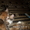 Отдам сибирских котят, за символическую плату - Изображение #6, Объявление #762988