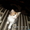 Отдам сибирских котят, за символическую плату - Изображение #1, Объявление #762988