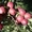 Яблони каллированные, саженцы - Изображение #9, Объявление #763337