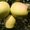 Яблони каллированные, саженцы - Изображение #6, Объявление #763337