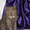 Продается котенок Скотиш фолд страйт мальчик - Изображение #1, Объявление #792472