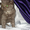 Продается котенок Скотиш фолд страйт мальчик - Изображение #2, Объявление #792472