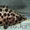 Продам рыбу - Ктенопома леопардовая #791035