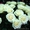 Доставка цветов Алматы НЕДОРОГО - Изображение #2, Объявление #633999