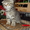 Чудесный Вислоухий Котёнок - Изображение #1, Объявление #815194