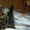 Котенок  вислоухий (скоттиш фолд)девочка - милашка - Изображение #2, Объявление #805292