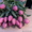 Тюльпаны оптом и в розницу к 8 марта - Изображение #1, Объявление #828308