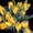 Тюльпаны оптом и в розницу к 8 марта - Изображение #3, Объявление #828308