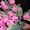 Тюльпаны оптом и в розницу к 8 марта - Изображение #6, Объявление #828308