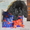 Продам  ньюфаундленда щенка - Изображение #1, Объявление #841222