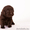 Лабрадор ретривер. Шоколадные щенки,  п-к Lab Merry Tail #833476