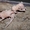 экзотические крысы сфинкс - Изображение #2, Объявление #839450