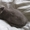 Продам котят британской короткошерстной породы - Изображение #2, Объявление #845862