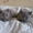 Продам котят британской короткошерстной породы - Изображение #1, Объявление #845862