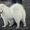 щенок лайки самоеда продаю в Алмате, алиментная девочка - Изображение #5, Объявление #856314