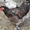 Цыплят, Инкубационные Яйца лохмоногих курей - Изображение #4, Объявление #869680