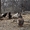 Цыплят, Инкубационные Яйца лохмоногих курей - Изображение #5, Объявление #869680
