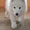 щенок лайки самоеда продаю в Алмате, алиментная девочка - Изображение #1, Объявление #856314
