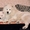 щенок лайки самоеда продаю в Алмате, алиментная девочка - Изображение #3, Объявление #856314