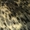 шкура нерпы акиба - Изображение #3, Объявление #867631