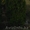 Хвойные растения:голубая ель, можжевельник,туя, сосна.... Распродажа. - Изображение #2, Объявление #871574