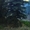 Хвойные растения:голубая ель, можжевельник,туя, сосна.... Распродажа. - Изображение #5, Объявление #871574